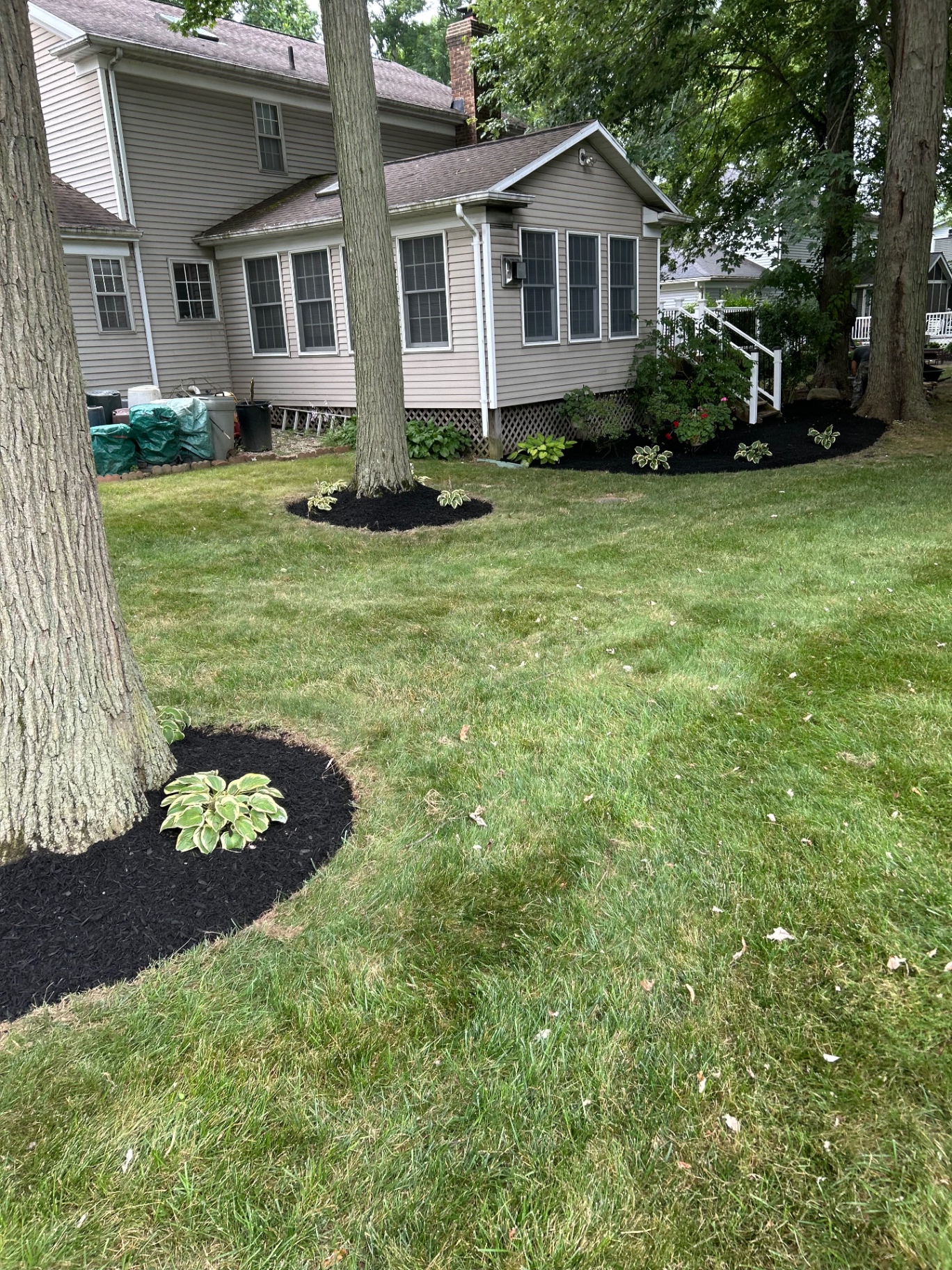 Dark mulch rings around mature trees and hostas, neatened up in this backyard retreat.