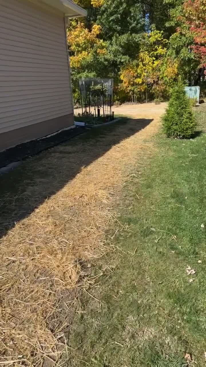 An on-site look at straw-covered newly seeded ground beside a home.