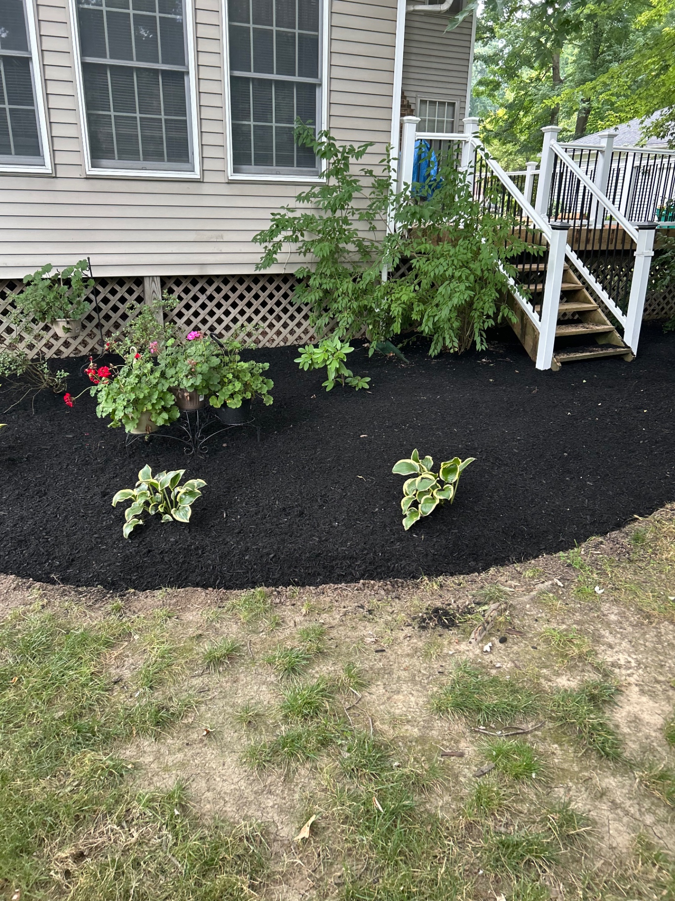 A newly mulched planting bed with hostas and shrubs beside a home and porch steps.