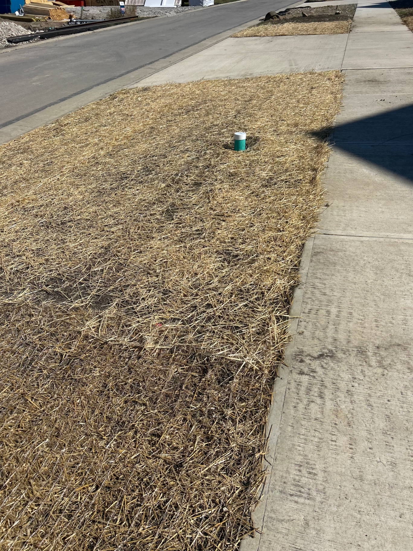 Newly seeded ground protected with straw, with watering in place.