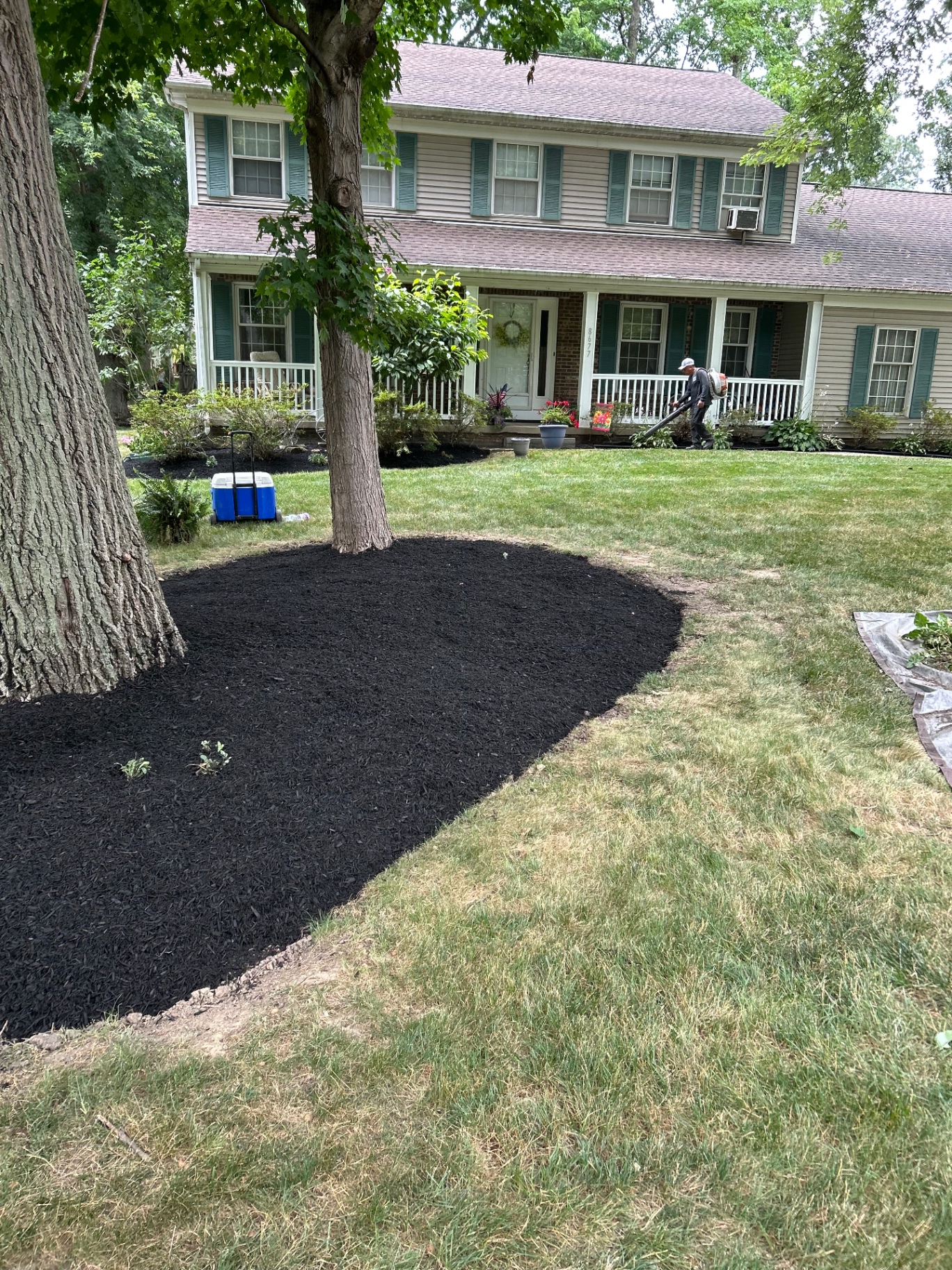 Fresh dark mulch in neatly edged beds around mature trees and along a home’s front garden.